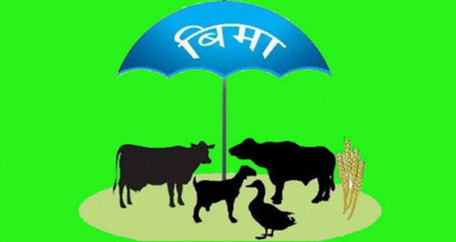 पशुबीमा बढ्दै, कृषिबीमा घट्दै