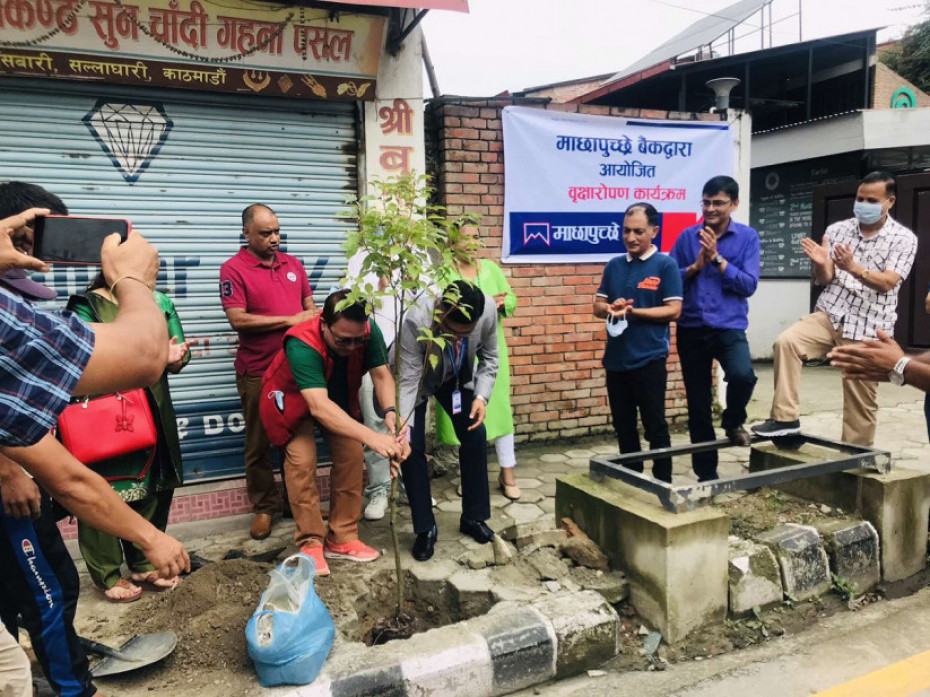 माछापुच्छ्रे बैंकद्वारा वृक्षरोपण कार्यक्रम सम्पन्न 