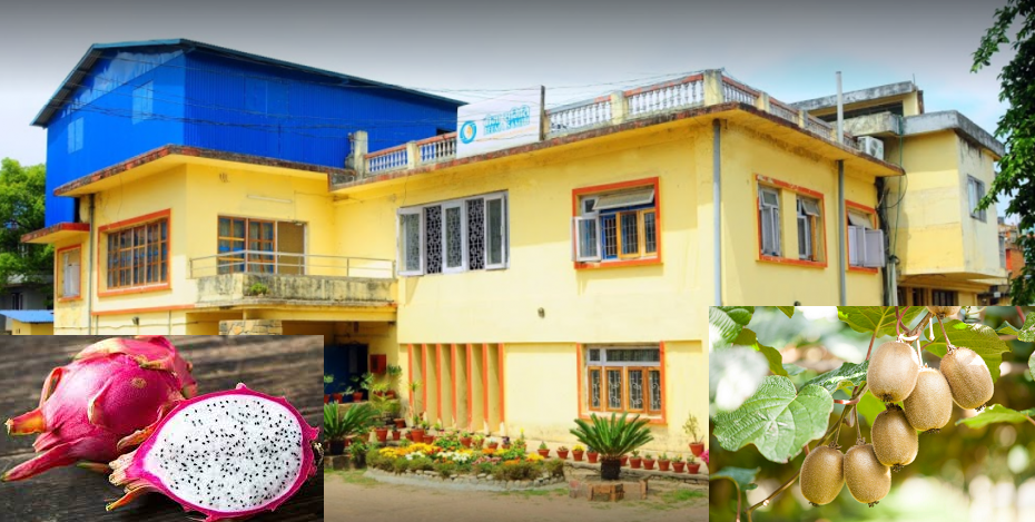 बीमा समितिद्वारा किवी र ड्रागन फल खेती बीमालेख जारी,यस्ता छन् व्यवस्था